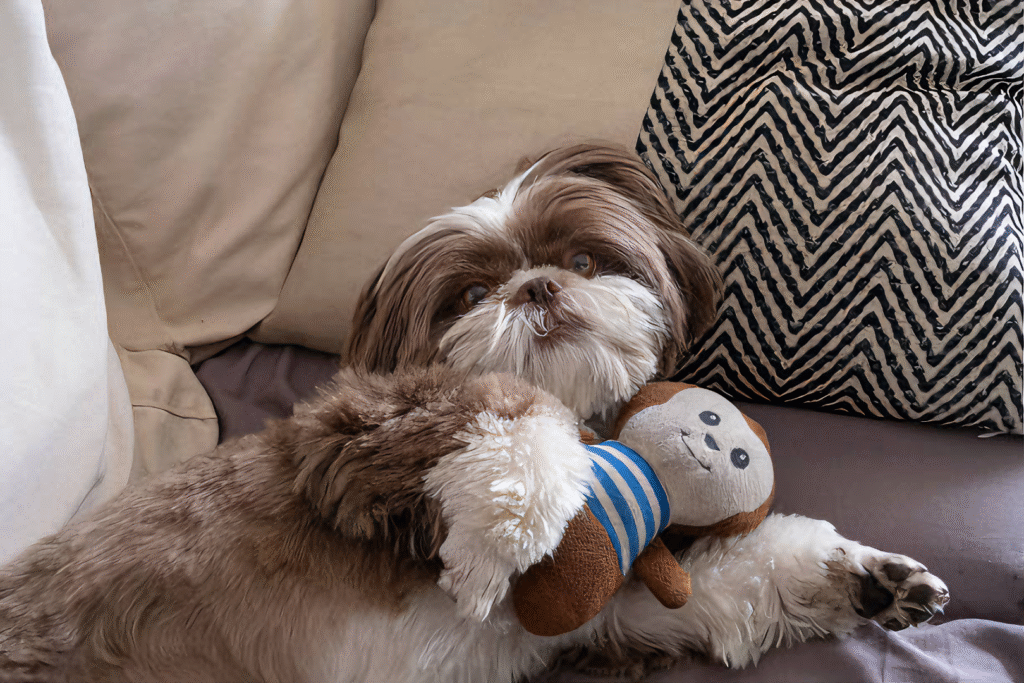 ANIMAIS-4-1024x683 Shih Tzu: o pet ideal para quem busca um companheiro carinhoso e fácil de cuidar